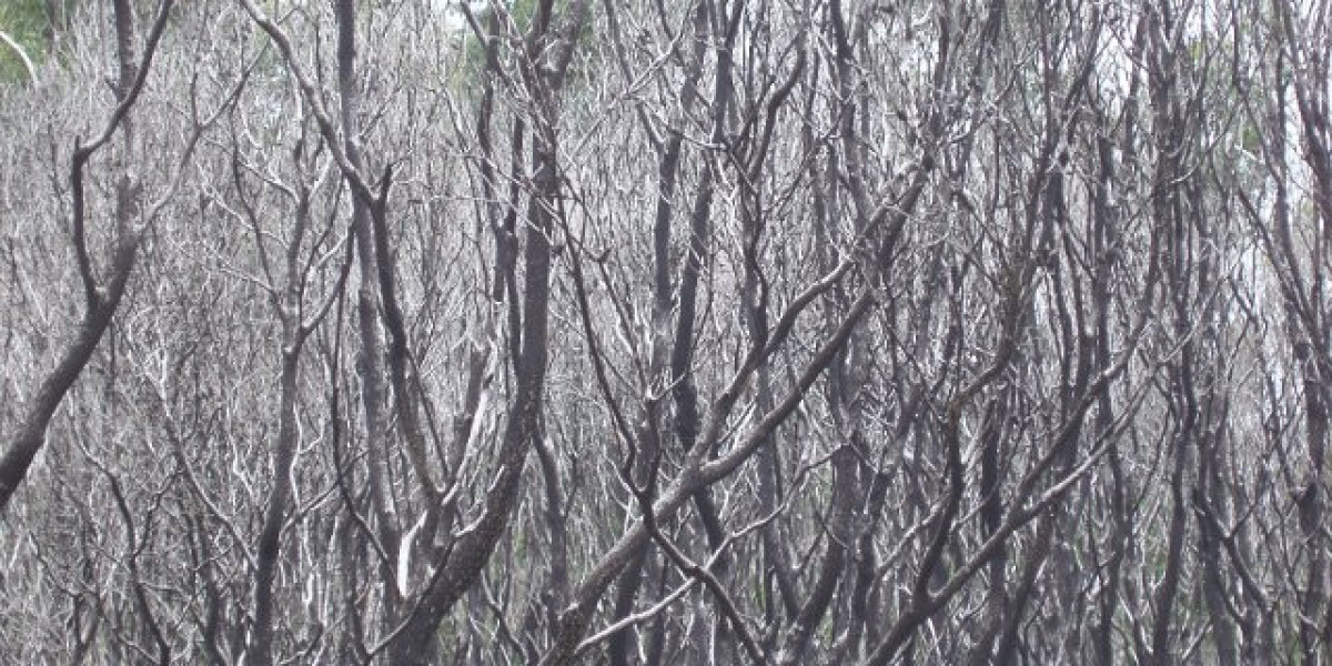 King Billy Casino Free Bonus Codes No Deposit Required